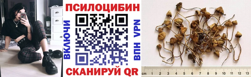 наркошоп Черноголовка мориарти официальный сайт Галлюциногенные грибы Psilocybine cubensis